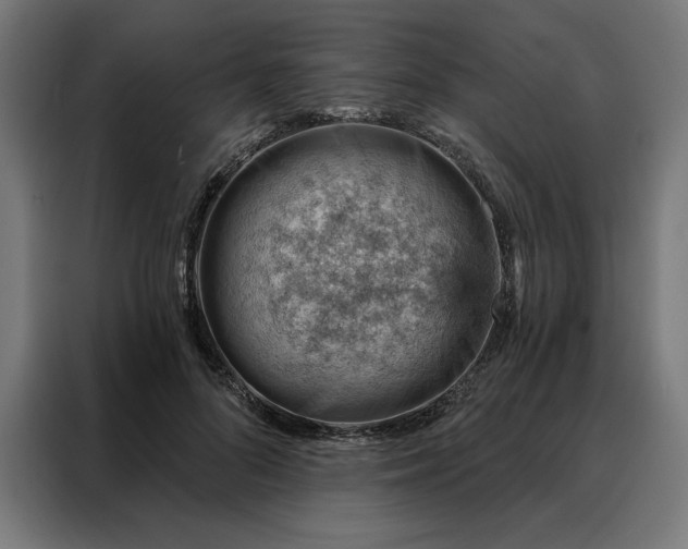 X0000088160696200705221601