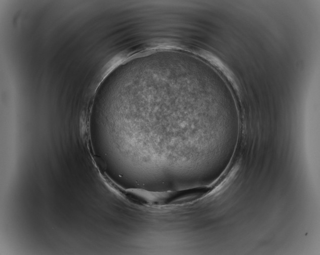 X0000088161385200705221552