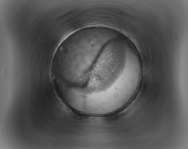 X0000088161529200705221550