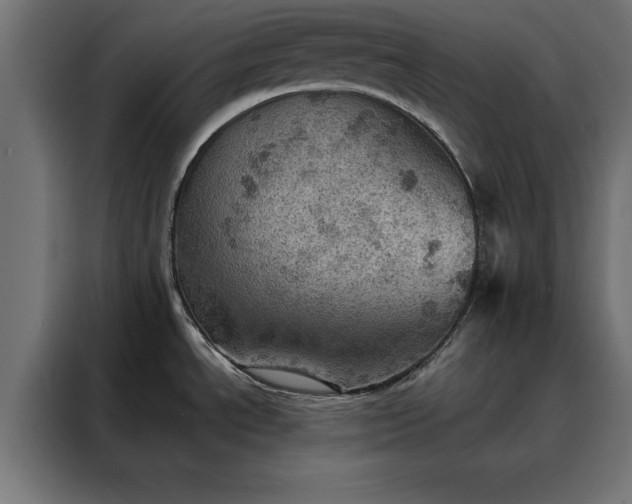 X0000088161534200705221551
