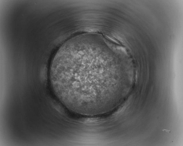 X0000088160303200705291917