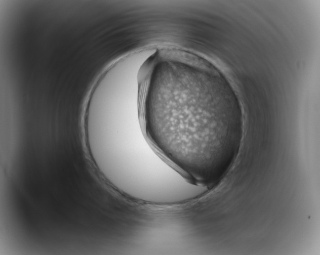 X0000088160864200705291910