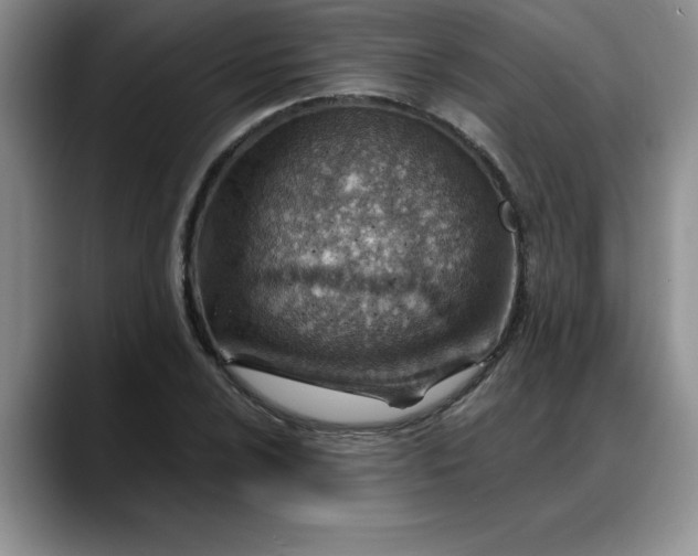 X0000088161024200705291907