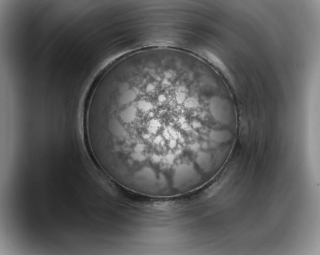 X0000088161035200705291907