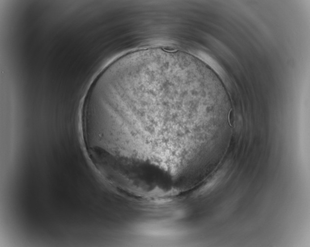 X0000088161055200705291907