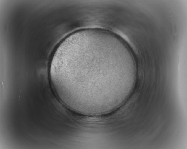 X0000088161460200705291901