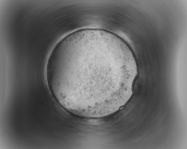 X0000088161480200705291901