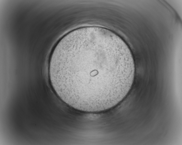 X0000088161514200705291901
