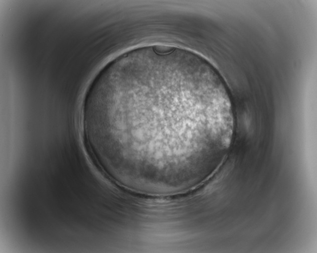 X0000088161515200705291901