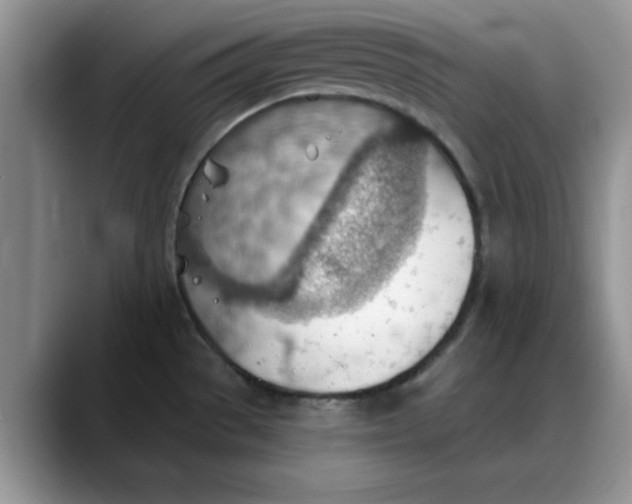 X0000088161529200705291901