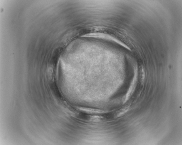 X0000088160222200706051059