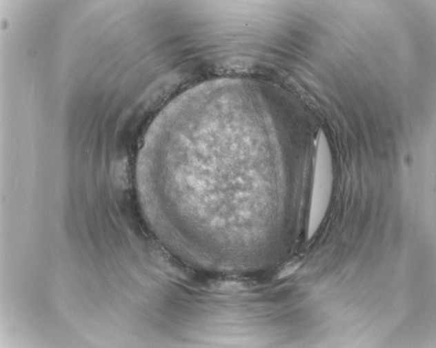 X0000088160224200706051059