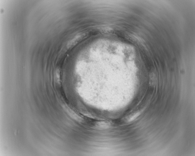 X0000088160238200706051059