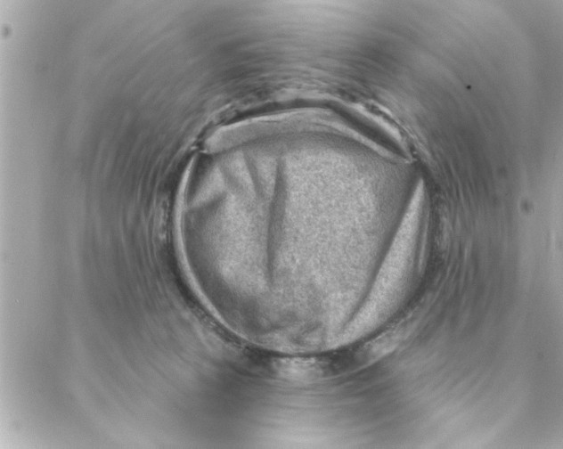 X0000088160273200706051059