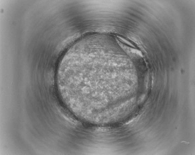 X0000088160303200706051058