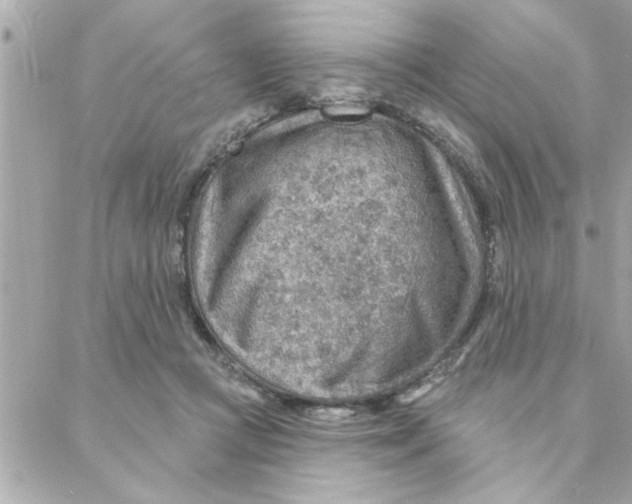 X0000088160361200706051057