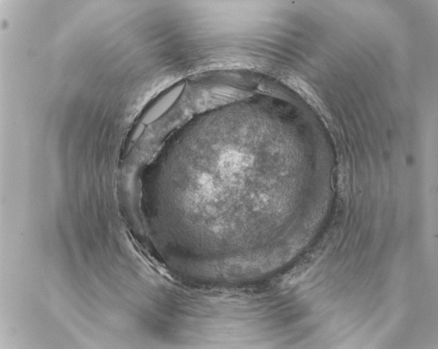 X0000088160434200706051055