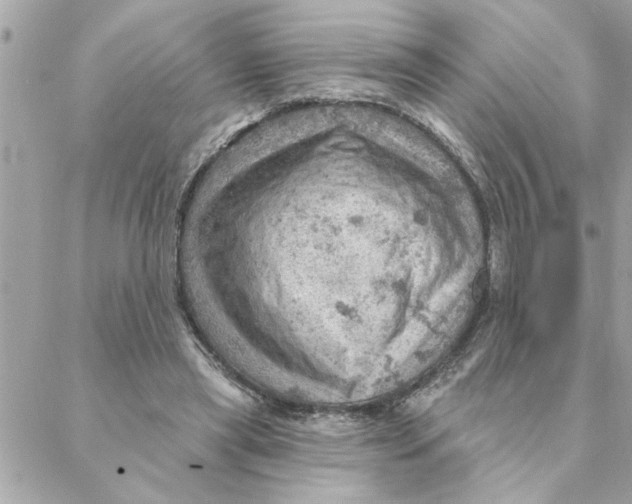 X0000088160445200706051055