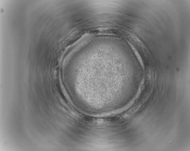 X0000088160565200706051054