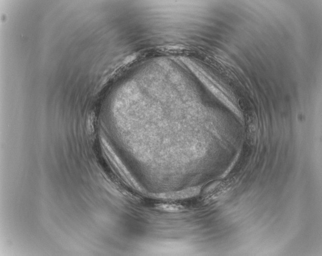 X0000088160654200706051052