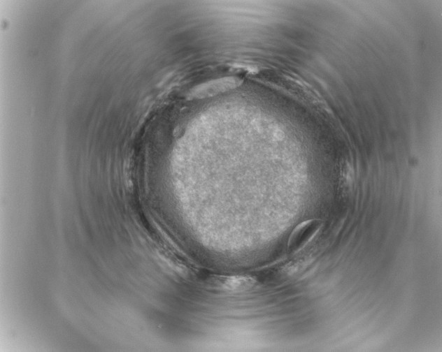 X0000088160663200706051053