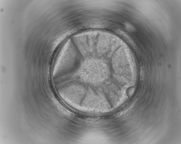 X0000088160725200706051050