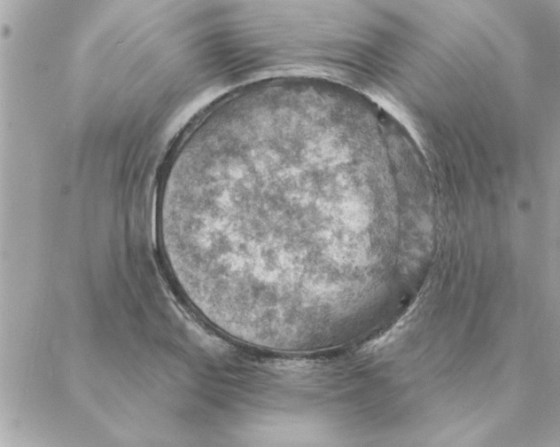 X0000088161127200706051044