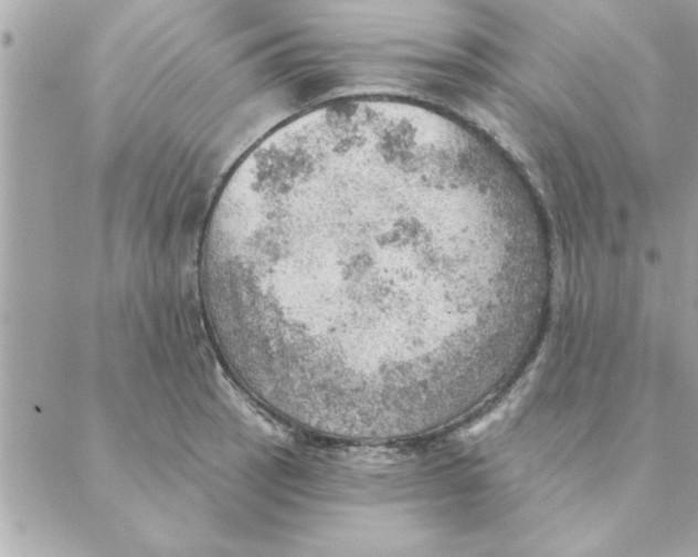 X0000088161137200706051045