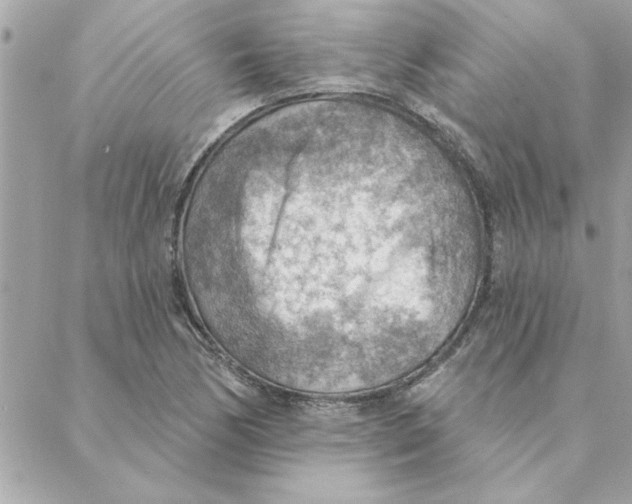 X0000088161170200706051044