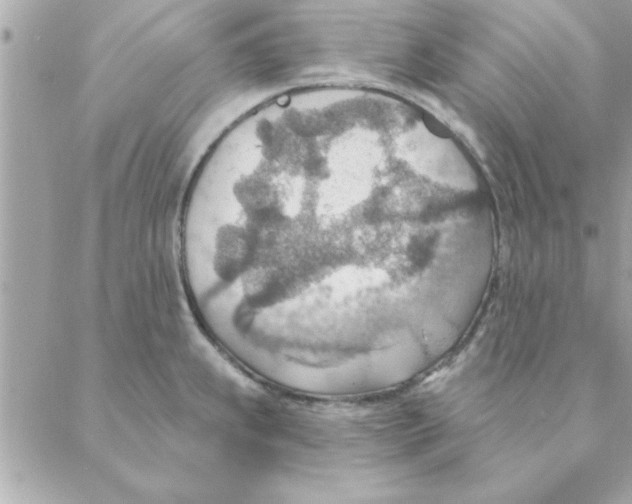 X0000088161239200706051043