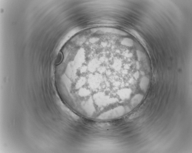 X0000088161243200706051043