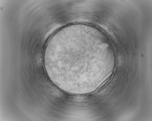 X0000088161266200706051042