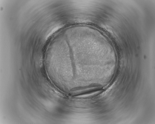 X0000088161306200706051041