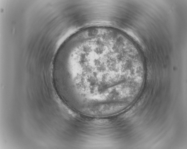 X0000088161325200706051041