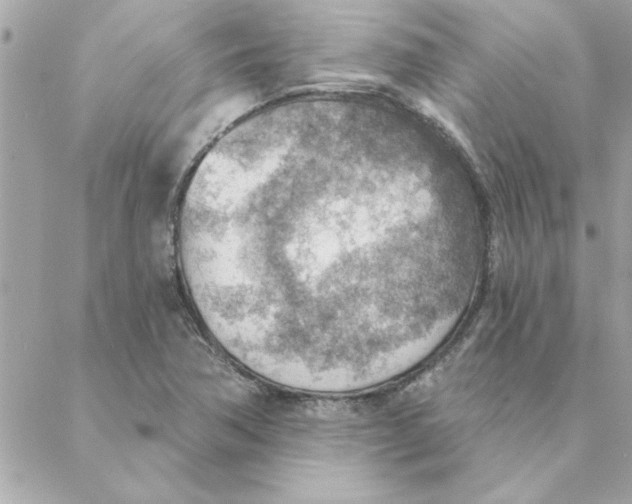 X0000088161362200706051041