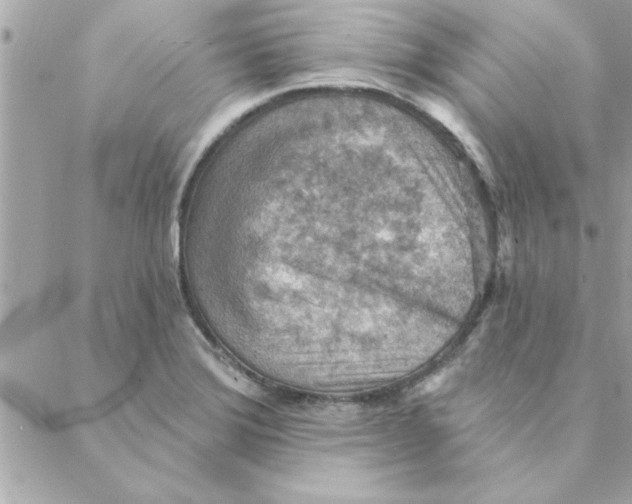 X0000088161372200706051040