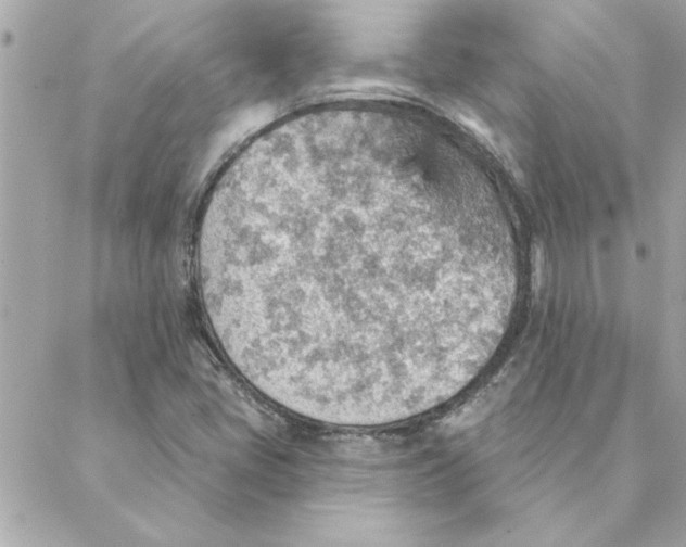 X0000088161405200706051040