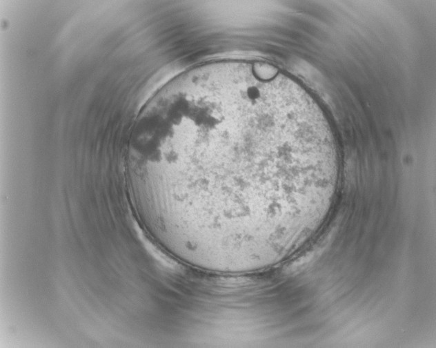 X0000088161425200706051040