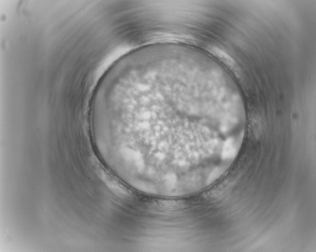 X0000088161427200706051040