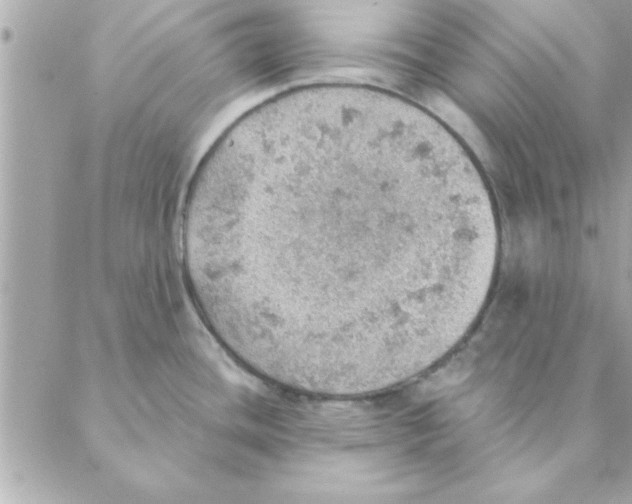 X0000088161436200706051040