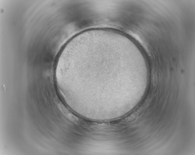 X0000088161460200706051039