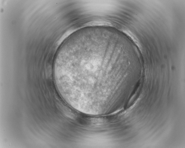 X0000088161465200706051039