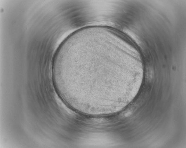 X0000088161468200706051039