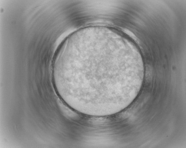 X0000088161474200706051039