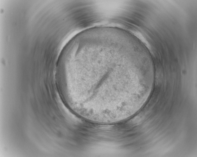 X0000088161484200706051039