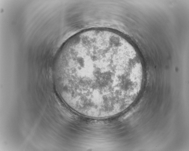 X0000088161505200706051038