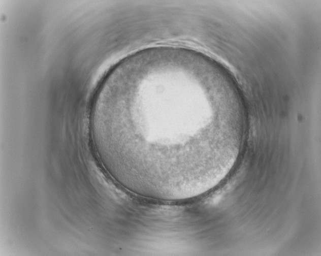 X0000088161506200706051038