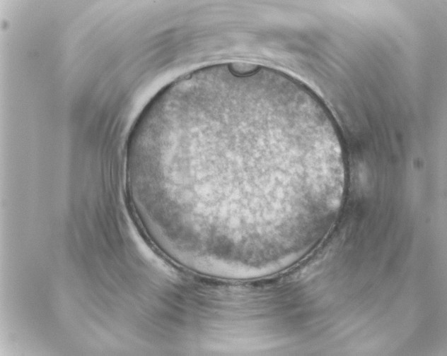 X0000088161515200706051038