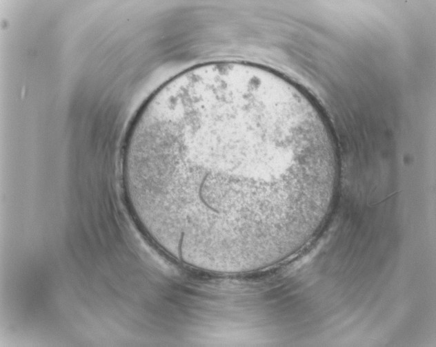 X0000088161517200706051038