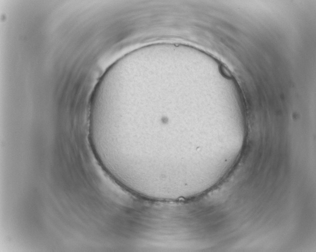 X0000088161526200706051038